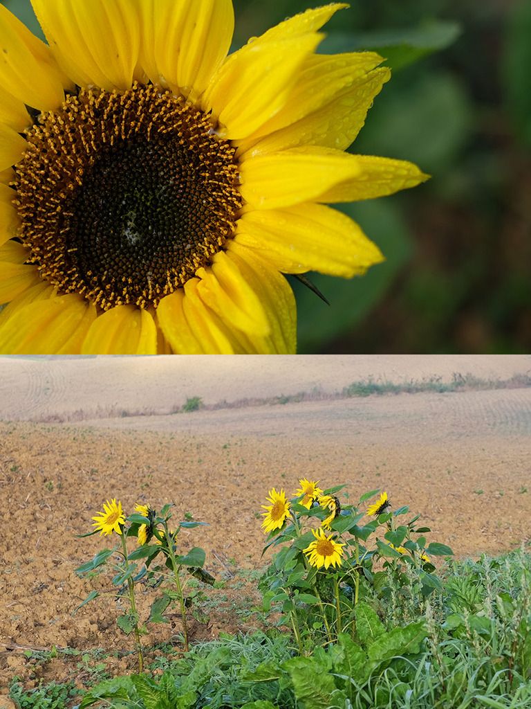 Fotografie