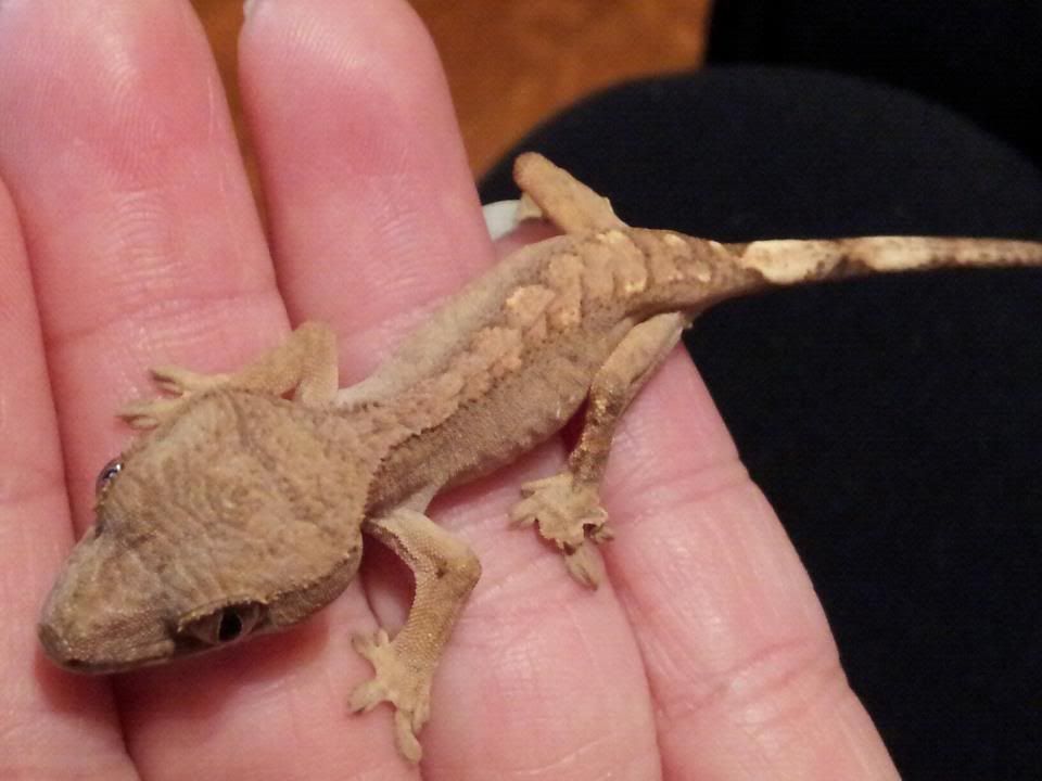 tokay gecko price at petco