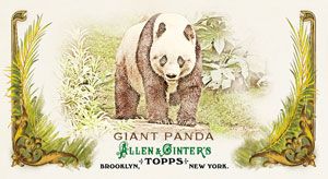 2011 Allen & Ginter Giant Panda Animals in Peril 