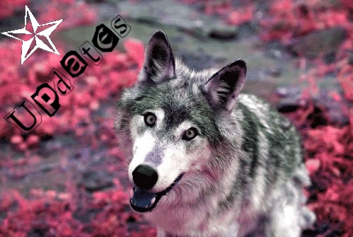 smiling-wolf-1.gif picture by Rowan122993