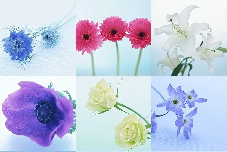 Best Wallpapers Animation Flowers 180 Pics | GIF | From 250x250 to 590x508