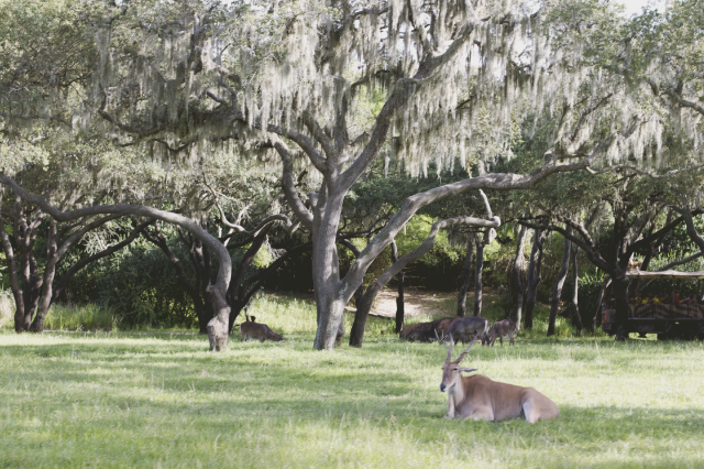 animal kingdom safari #disney // goodheart blog animal kingdom safari #disney // goodheart blog