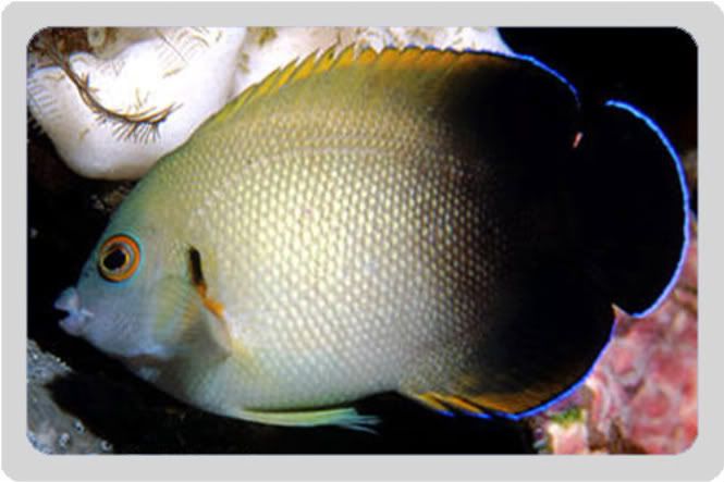 Halfback angelfish