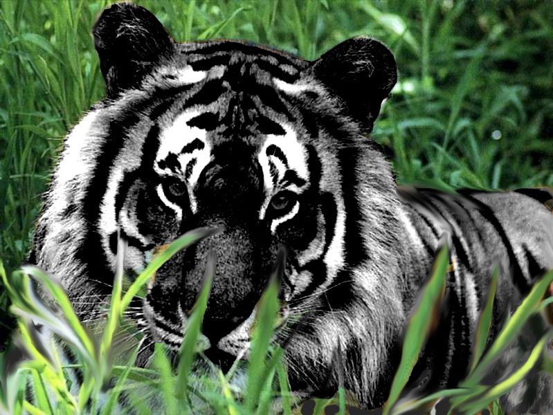 Black_Tiger.jpg harimau black image by anggi_ina