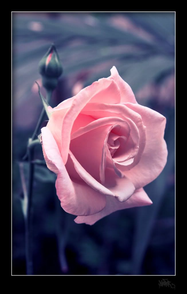 pink rose photo: rose 10 rose9.jpg
