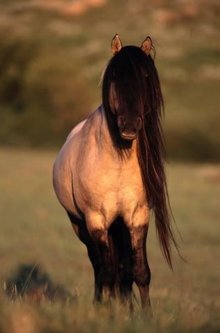 A Dun Horse