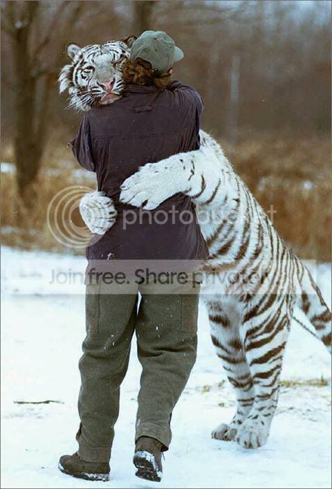 tiger.jpg
